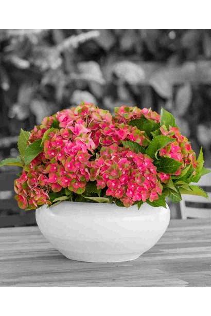 Hydrangea macrophylla Россо Глорі догляд